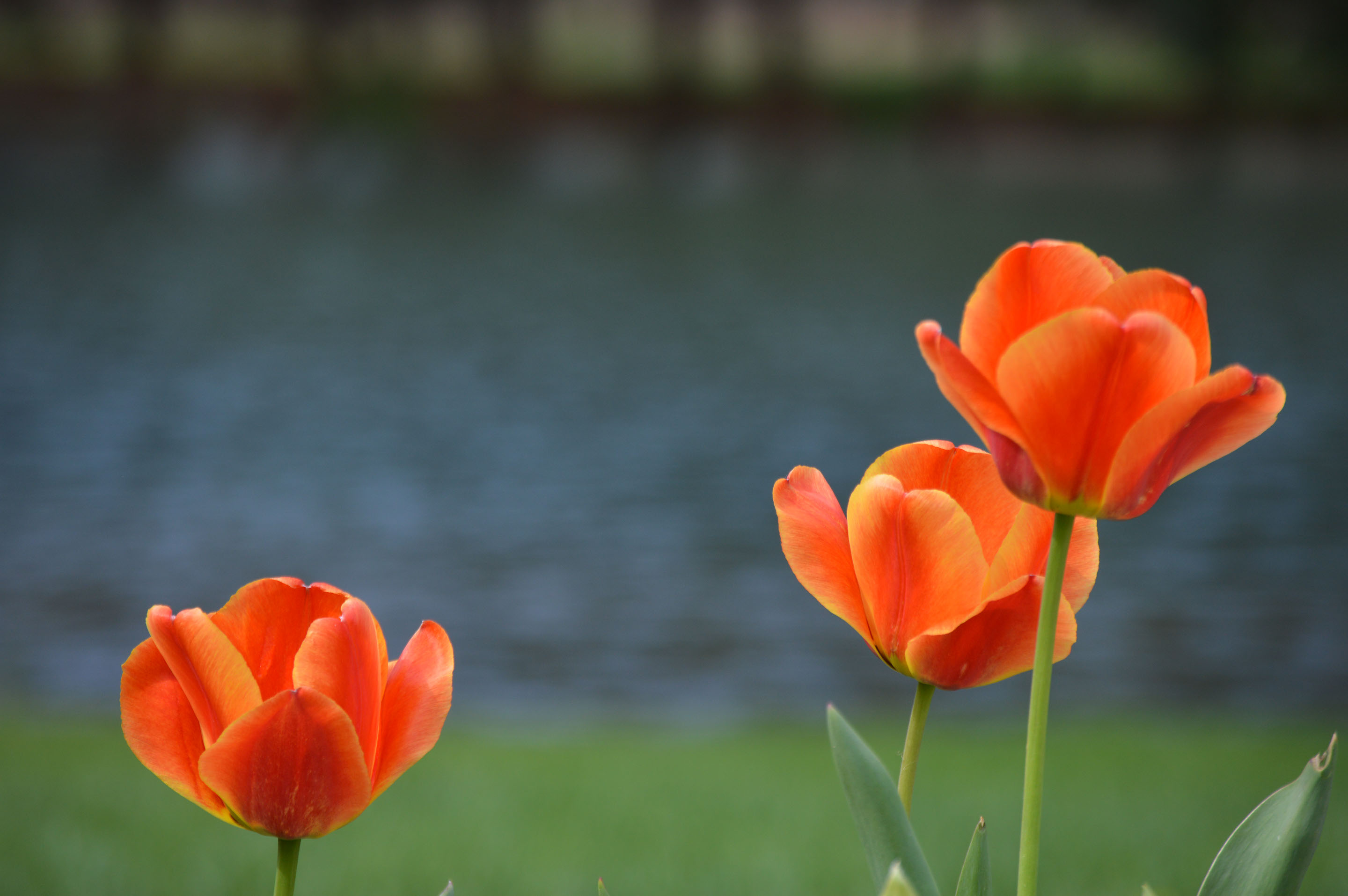 You'll find flowers all summer long at the Mohican Farmhouse, the perfect getaway vacation rental.